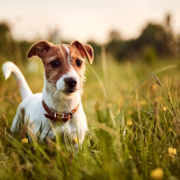 Understanding Anaplasmosis In Dogs