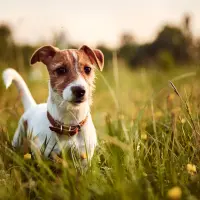 Understanding Anaplasmosis In Dogs Understanding Anaplasmosis In Dogs