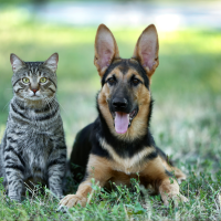 Learn About Tick-Borne Diseases In Dogs & Cats
