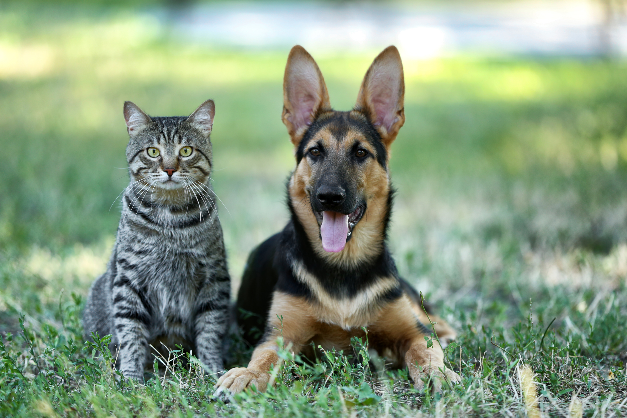 Visual Reference: Learn About Tick Borne Diseases In Dogs Cats