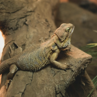 How To Choose The Best Pet Reptile For You