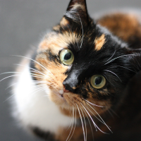 These Household Items Are Poisonous/Toxic To Cats