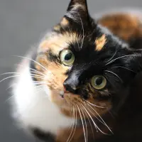 These Household Items Are Poisonous/Toxic To Cats These Household Items Are Poisonous/Toxic To Cats