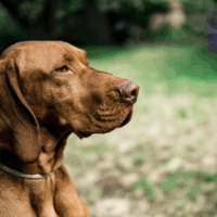 Understanding Rabies In Dogs
