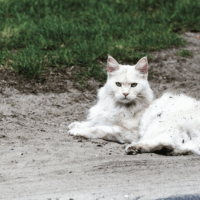 Understanding Rabies In Cats