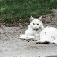 Understanding Rabies In Cats Understanding Rabies In Cats