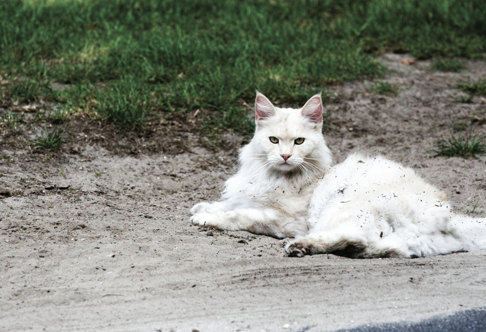 Understanding Rabies In Cats - Snodgrass Veterinary Medical Center