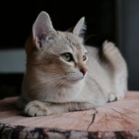 Understanding Feline Panleukopenia