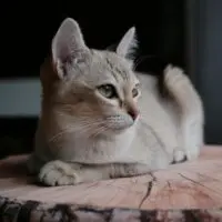 Understanding Feline Panleukopenia Understanding Feline Panleukopenia