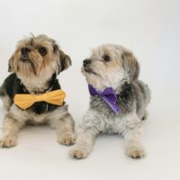 Grooming & Coat Care For Your Dog
