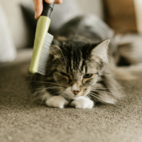 Grooming & Coat Care For Your Cat Grooming & Coat Care For Your Cat