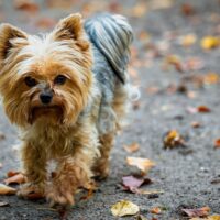 Hypoallergenic Dog Breeds: Do They Exist?