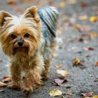 Hypoallergenic Dog Breeds: Do They Exist? Hypoallergenic Dog Breeds: Do They Exist?