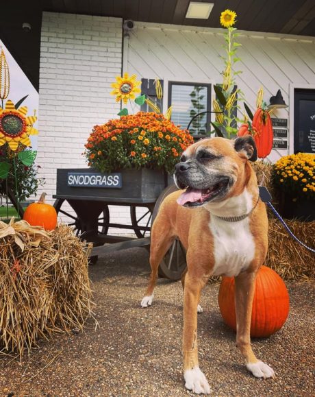 Dog stamding in front of a wooden cart with Fall flowers and pumpkins